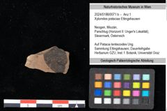 Foto (Objekt + Etikett) von Xylomites pistaciae Ettingshausen (NHMW-GEO-2024-0188-0071b)